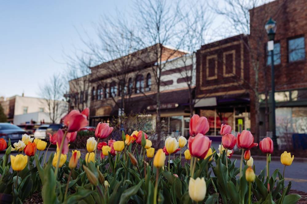 Colorful tulips in front of a row of businesses in Hendersonville, NC